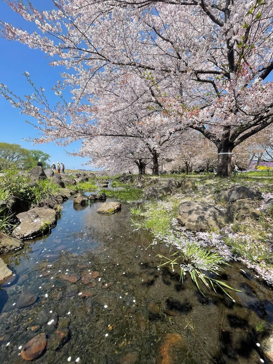 桜の写真