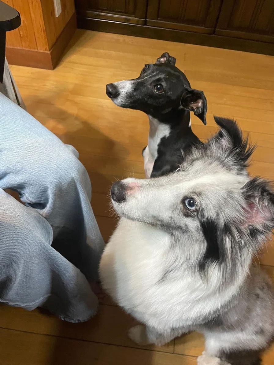 愛犬のレオとイヴ