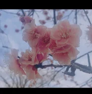 坂本 海優さん